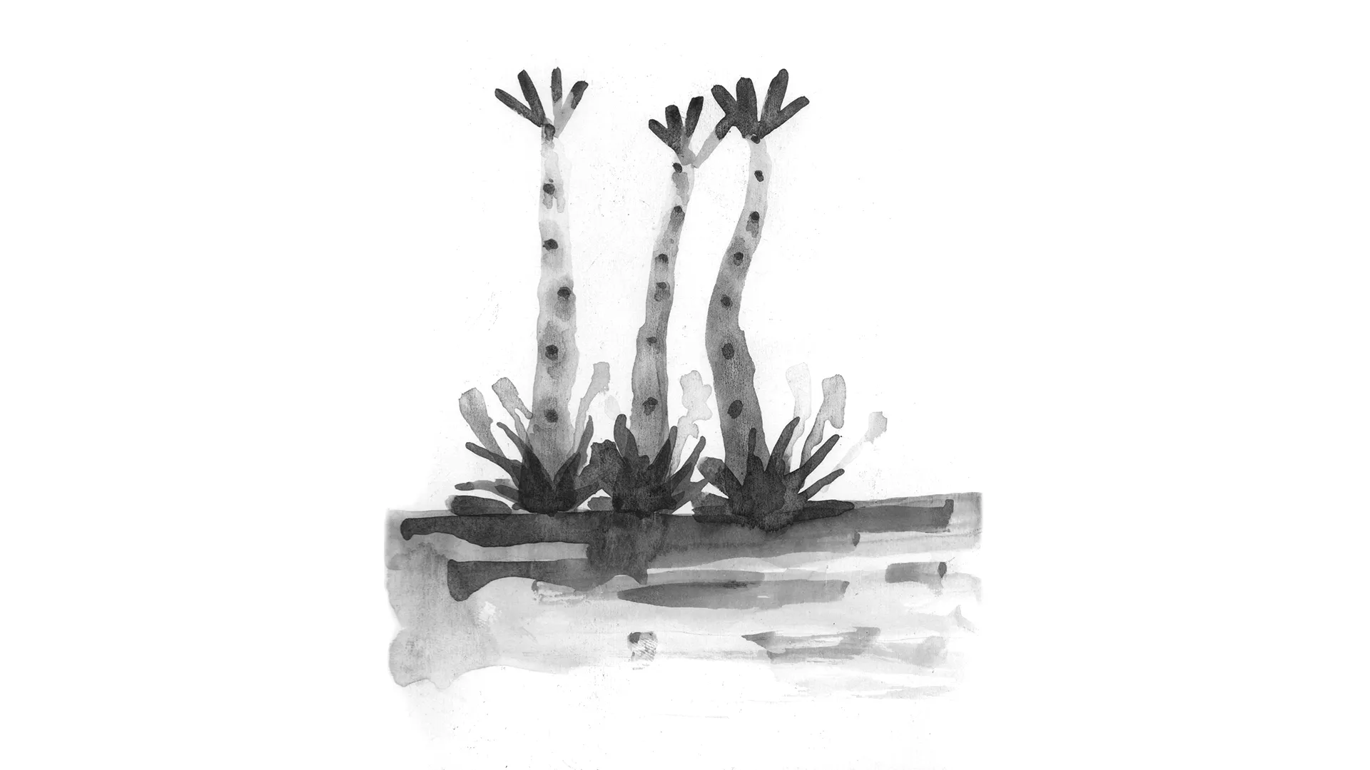 Plantas